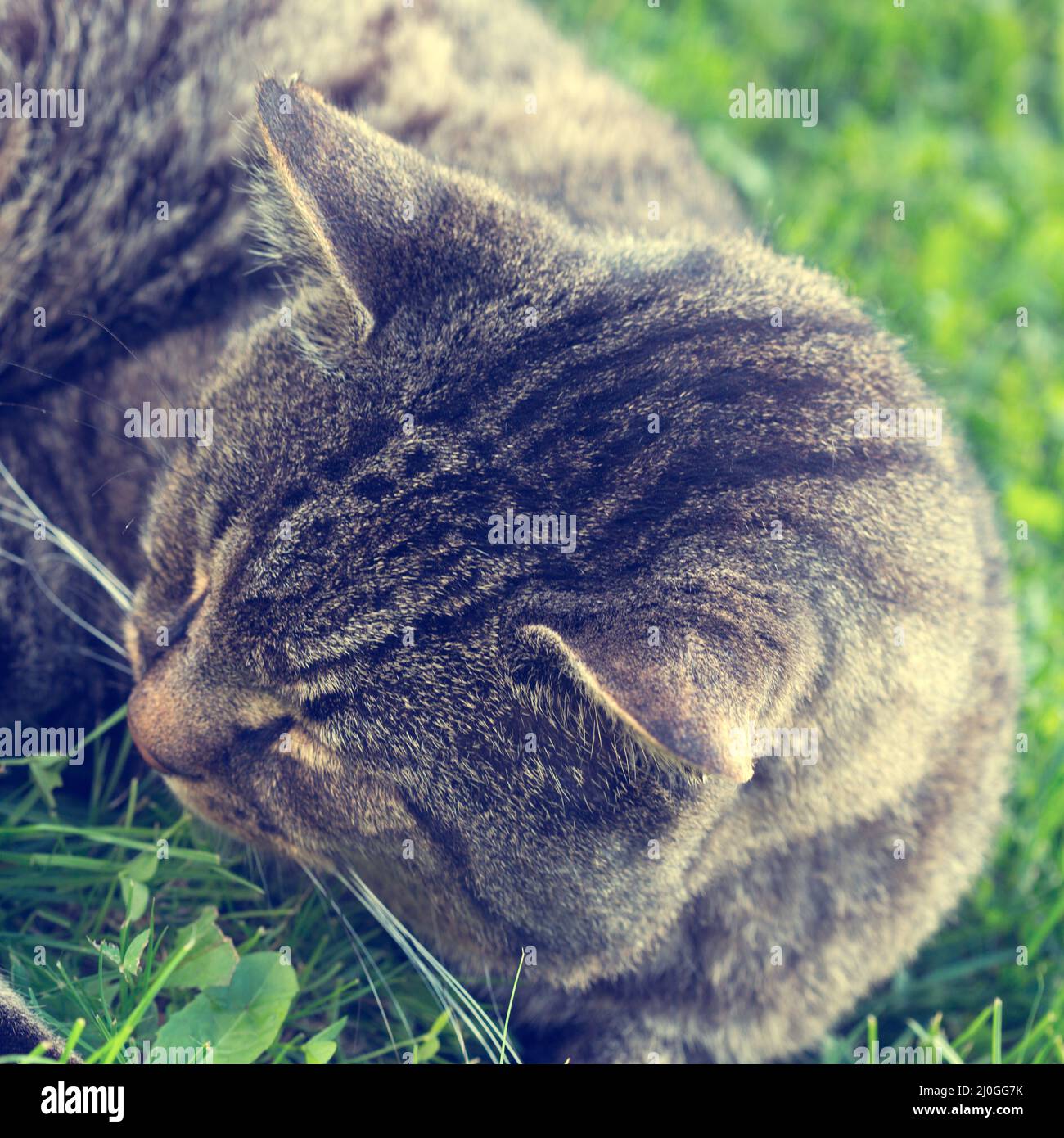 Chat couché dans la verdure dans le jardin le matin ensoleillé du printemps. Banque D'Images