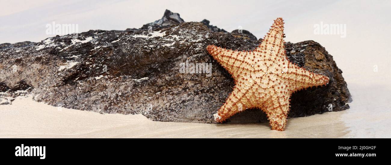 Starfish sur une plage de sable. Arrière-plan d'été. Banque D'Images