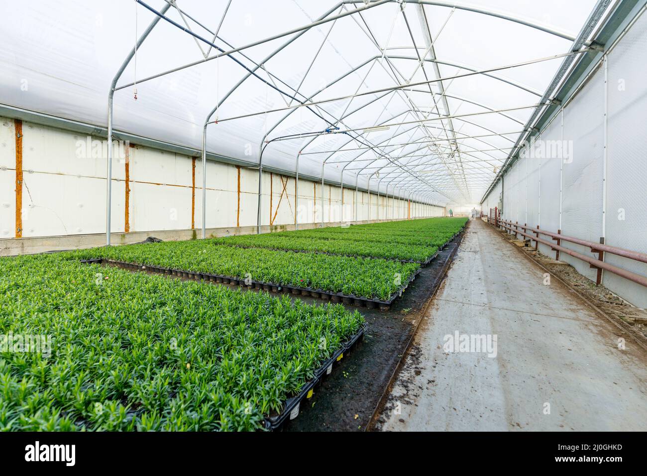 Concept de l'industrie horticole avec des millions de plantules en pots. Serre pour plantes et fleurs Banque D'Images