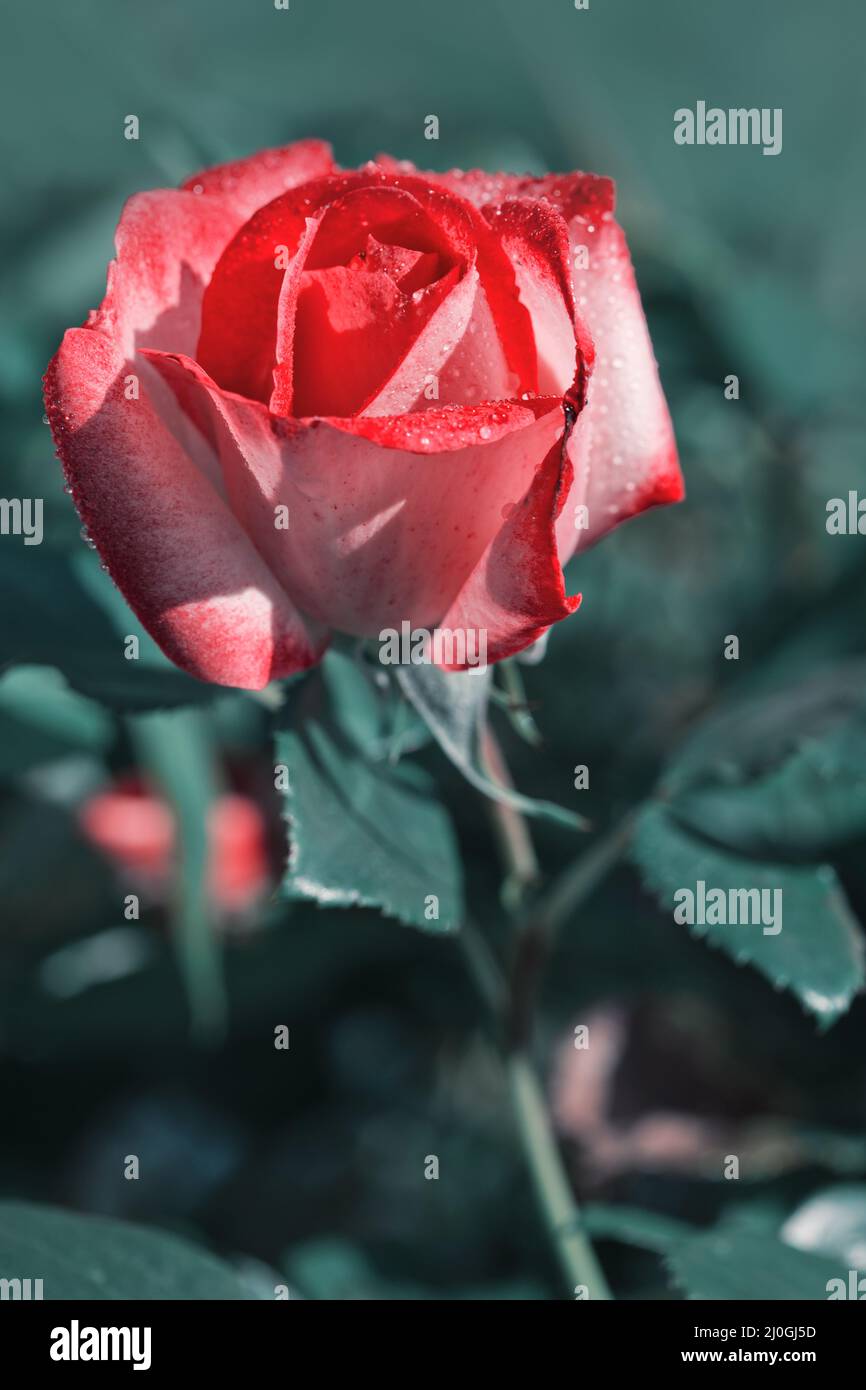 Rose rose isolée sur fond vert. Banque D'Images