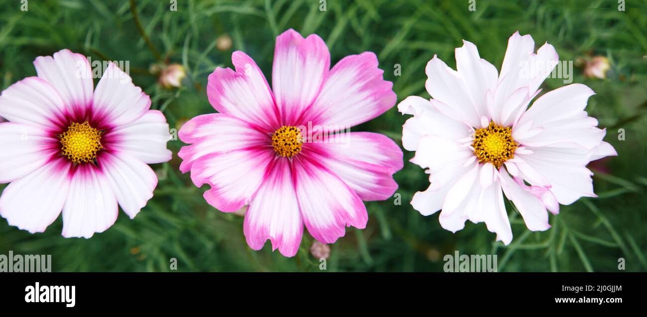 Fleurs de cosmos roses et rouges dans le jardin isolé sur le vert. Banque D'Images