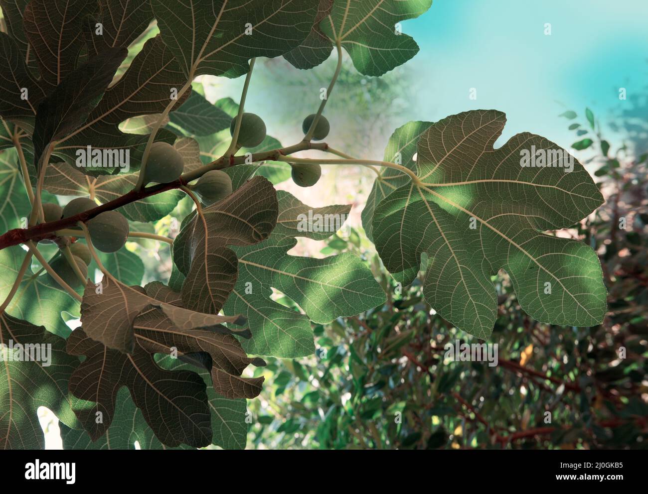 Figues vertes sur l'arbre dans une journée ensoleillée Banque D'Images