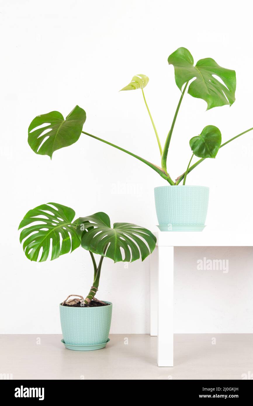 Monstère tropicale verte plante dans un pot de fleurs contre un mur blanc Banque D'Images