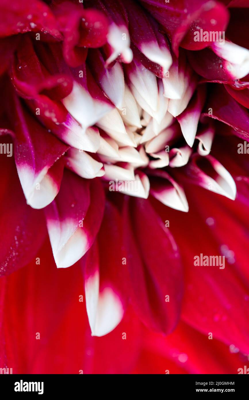 Photo macro d'un fond rouge de fleur de dahlia. Banque D'Images