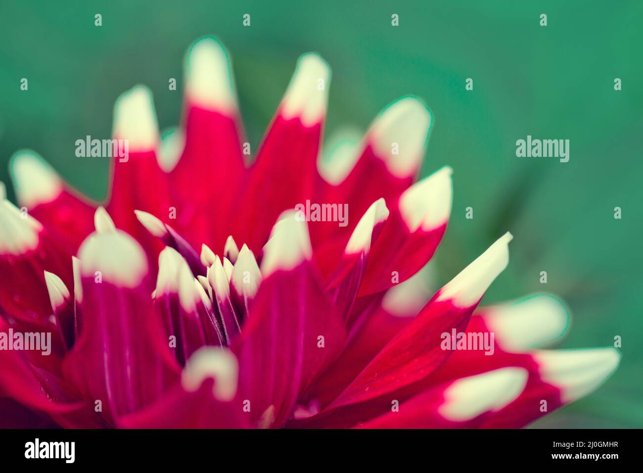 Dahlia rouge isolée sur fond vert flou. Banque D'Images