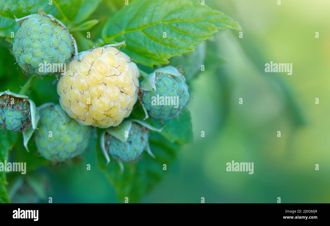 Gros plan de la branche de framboise jaune avec baies mûres au soleil. Banque D'Images
