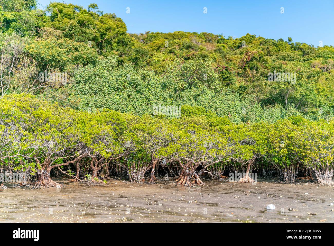 Mangroves le long de l'eau salée turquoise Banque D'Images