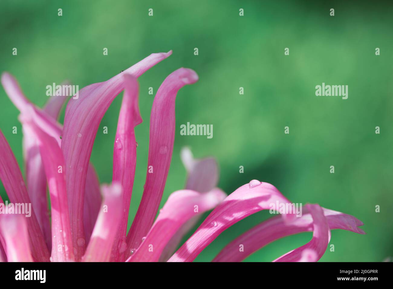 Dahlia rose isolé sur fond vert flou. Banque D'Images