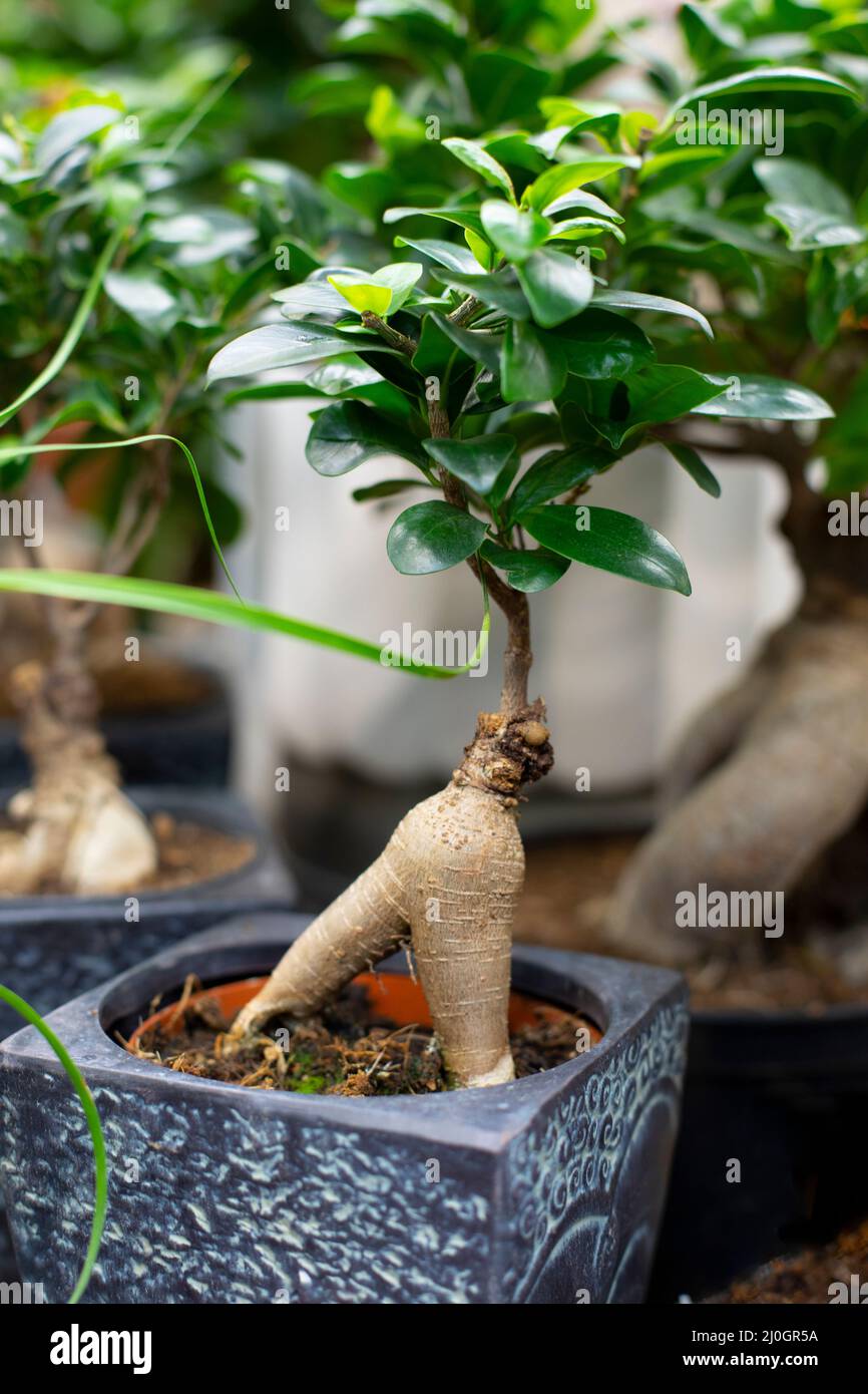 Naturel bonsaï ficus microcarpa Ginseng plante en pot ornementale semblable  à l'homme pour la décoration intérieure Photo Stock - Alamy