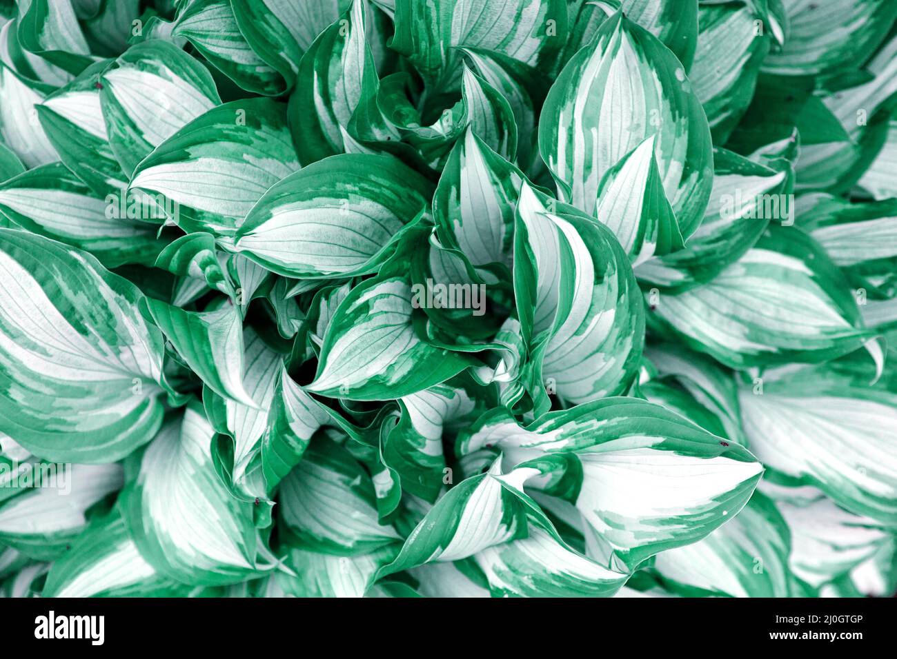 Texture des feuilles blanches vertes. Arrière-plan de texture de feuille Banque D'Images