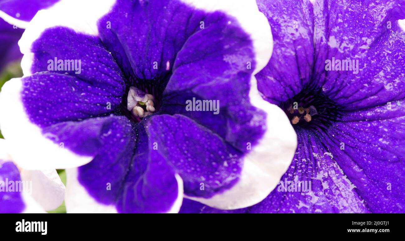 Gros plan sur une fleur pétunia bleue avec une bordure blanche. Banque D'Images