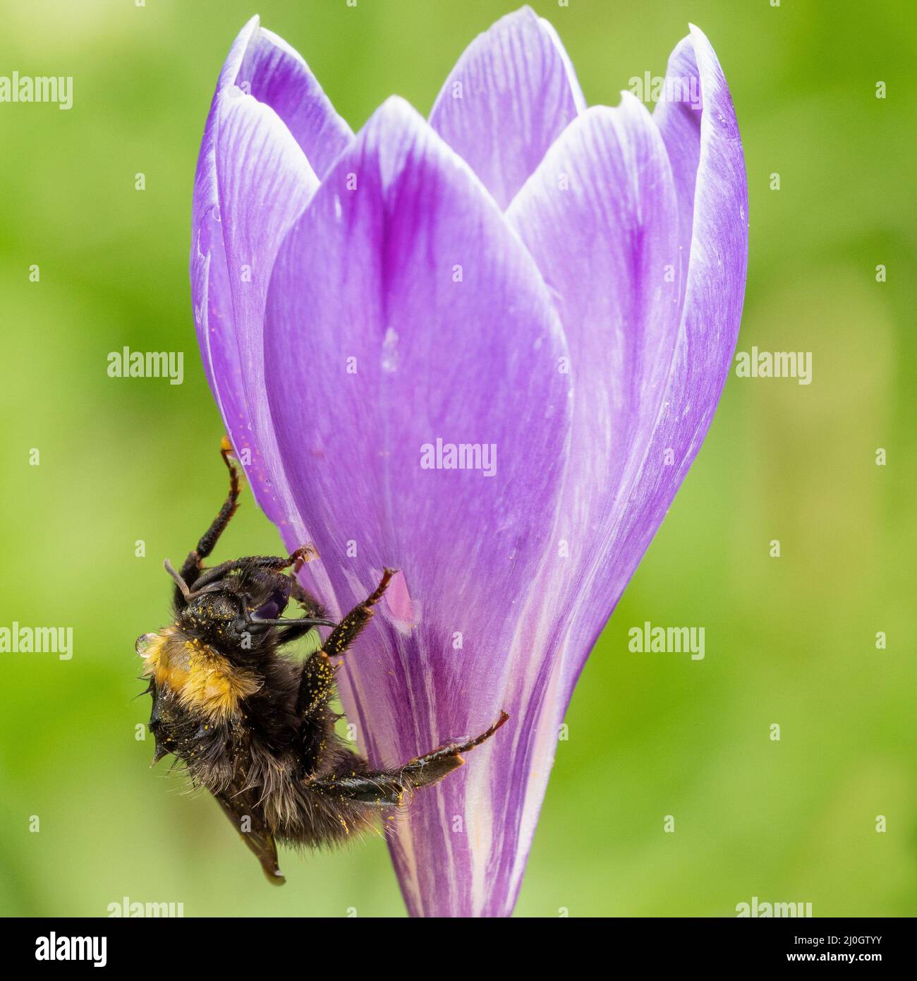 Abeille grimpant un crocus dans le vieux cimetière de Southampton Banque D'Images