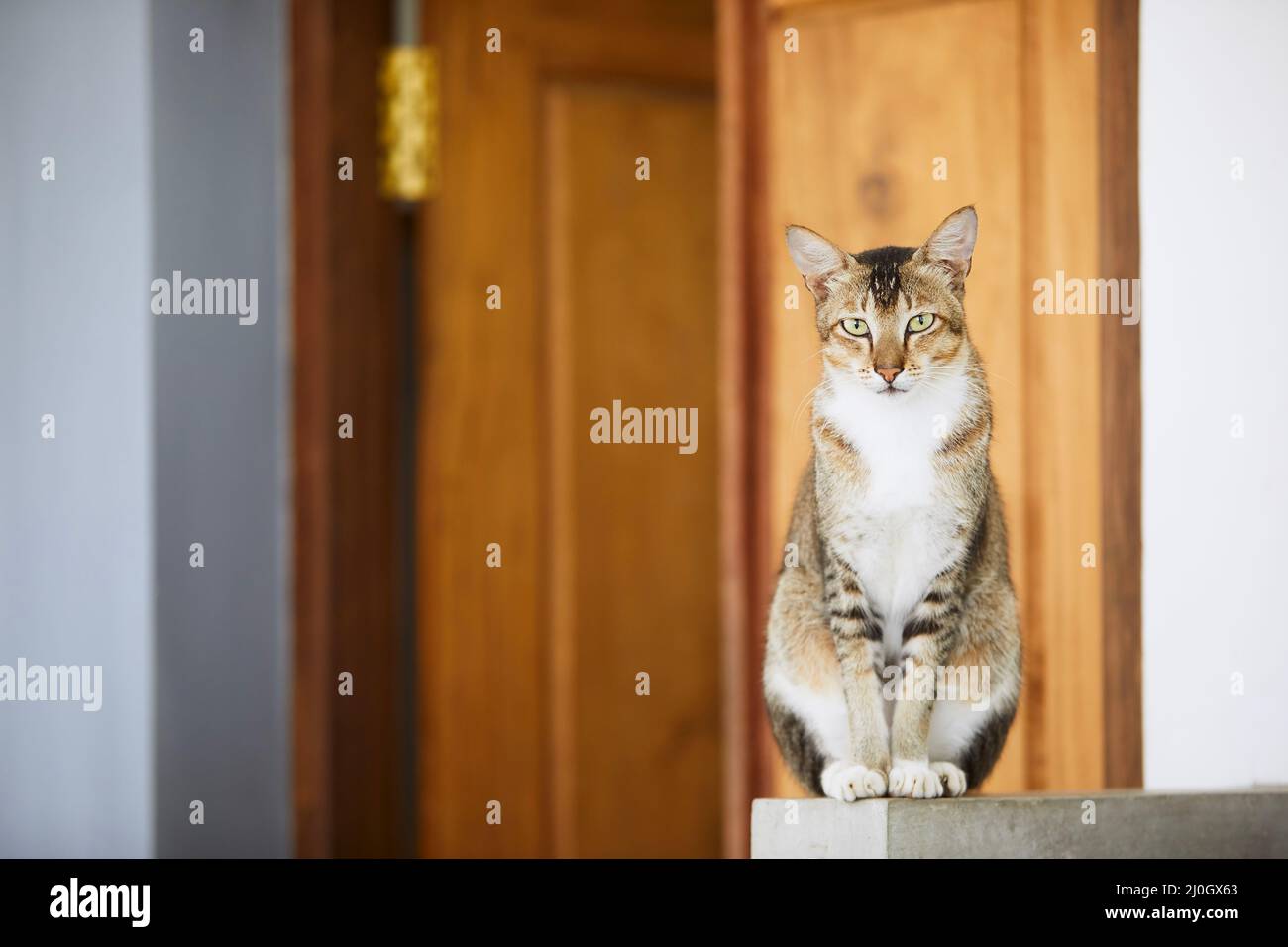 Chat domestique affamé patiemment attendant devant la porte de la maison et regardant la caméra. Thèmes vie domestique avec les animaux de compagnie. Banque D'Images