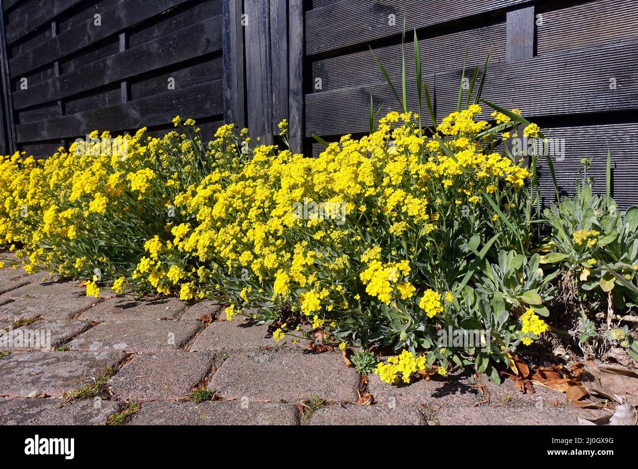 Herbe de roche (Aurinia saxatilis) - plantes à fleurs Banque D'Images