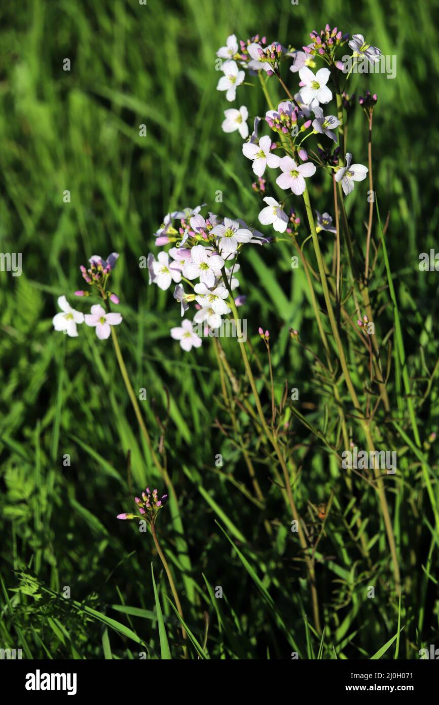 Moût de prairie (Cardamine pratensis) dans un pâturage Banque D'Images