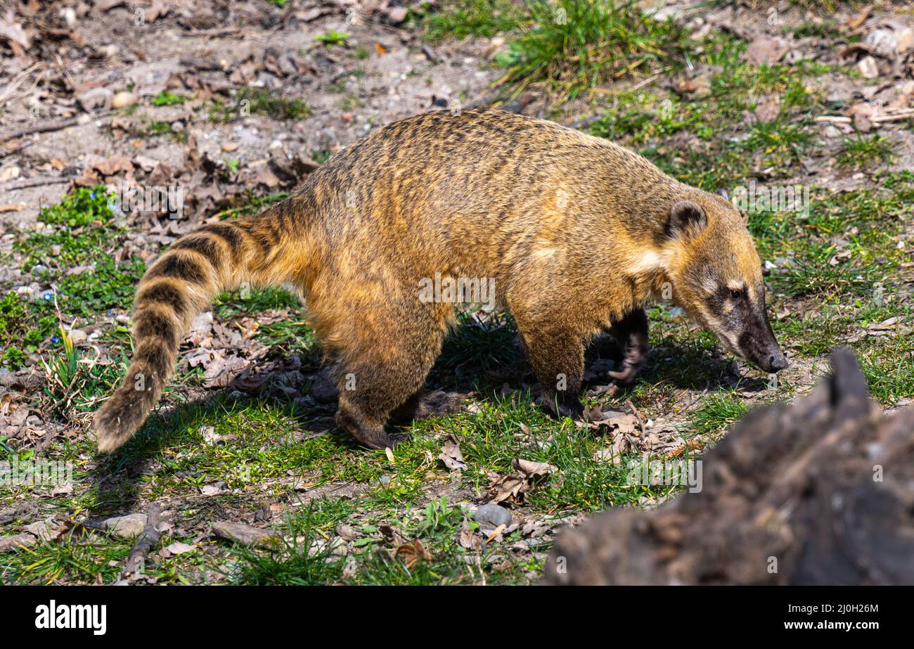 South American coati ou ring-tailed coati (Nasua nasua) Banque D'Images