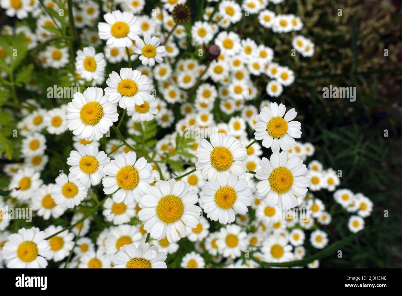 Petit-pain – gros plan sur les paniers à fleurs Banque D'Images