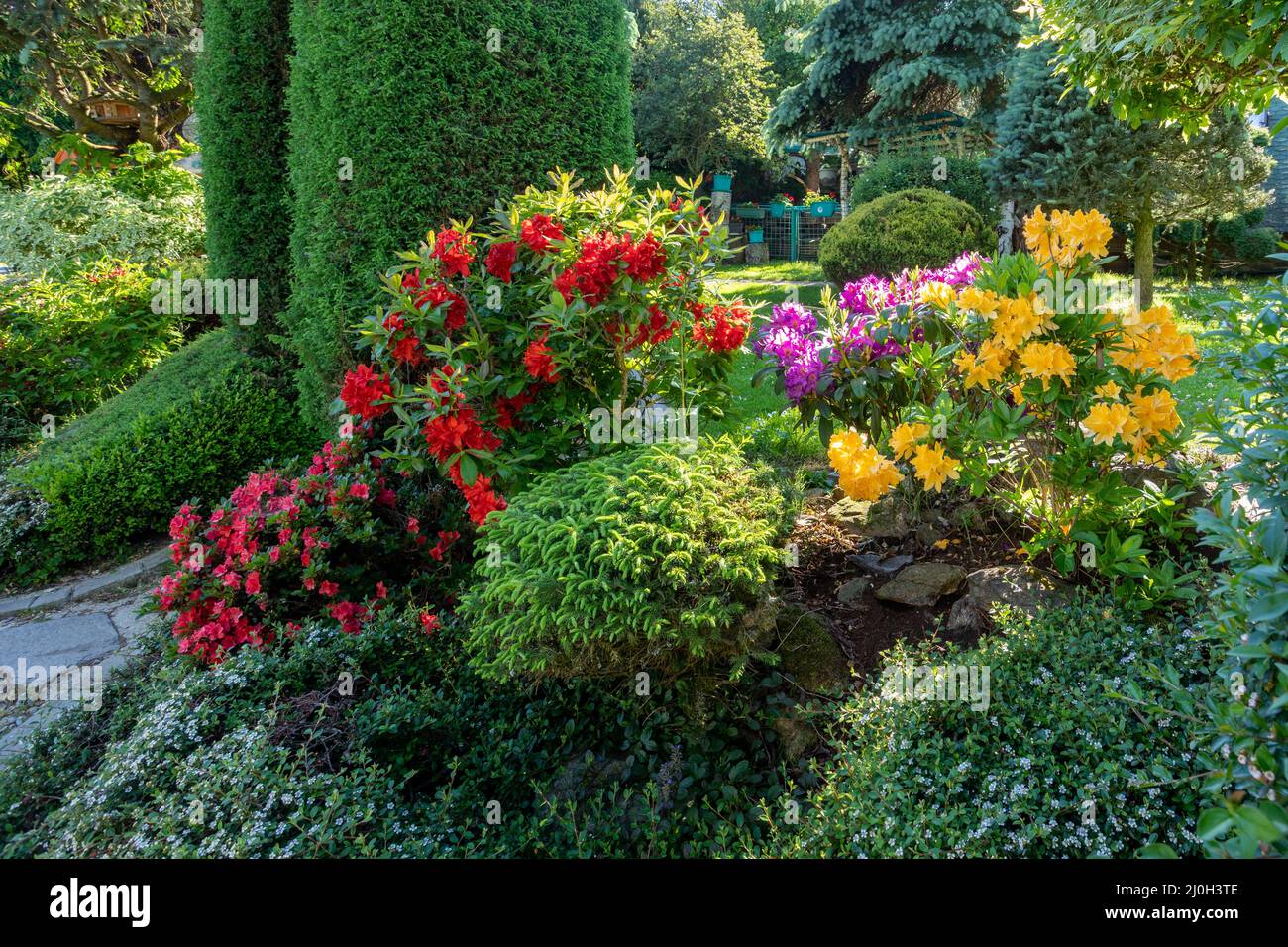 Jardin d'été avec conifères Banque D'Images