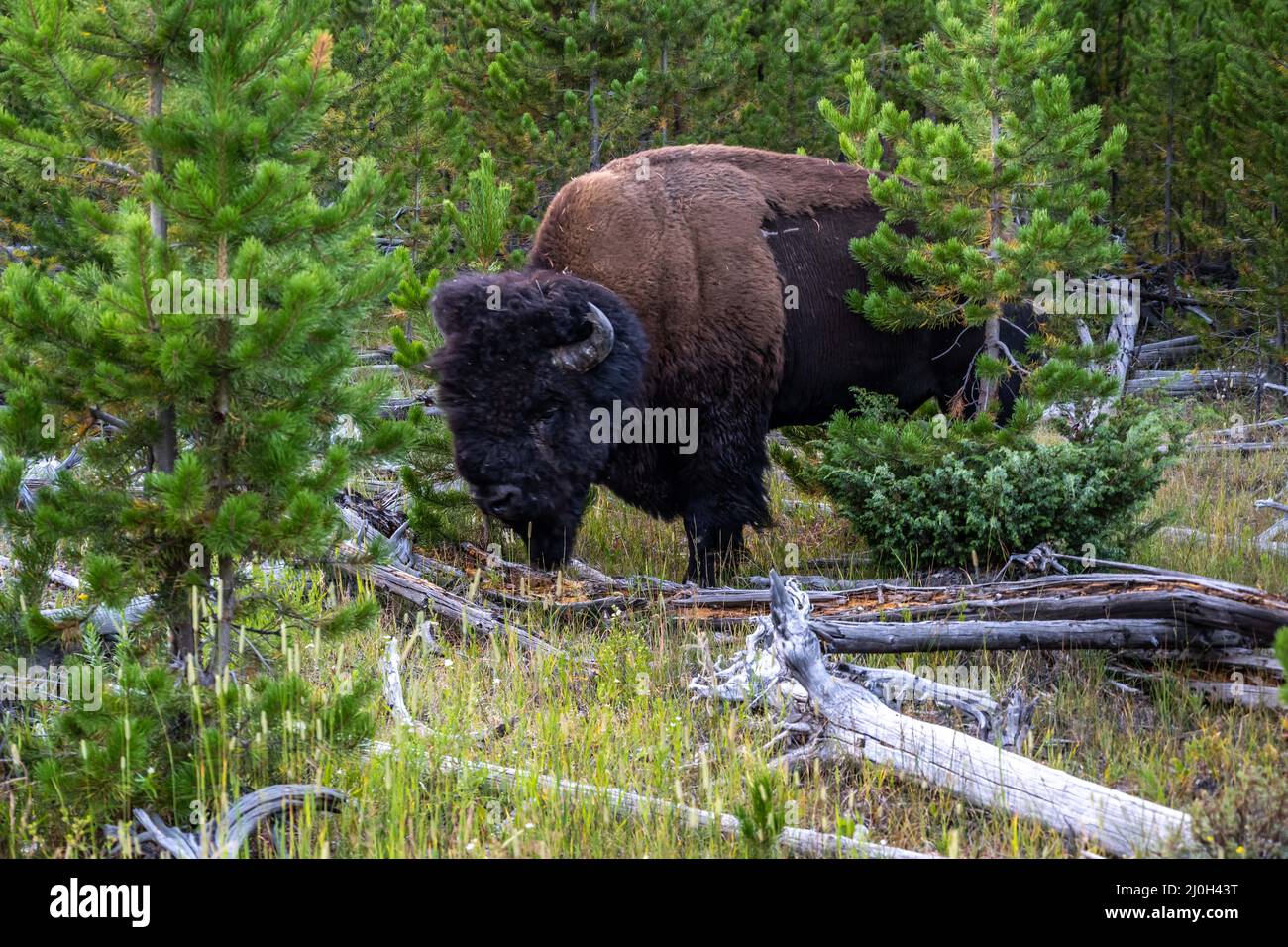 Bison d'Amérique dans le domaine de la Parc National de Yellowstone, Wyoming Banque D'Images