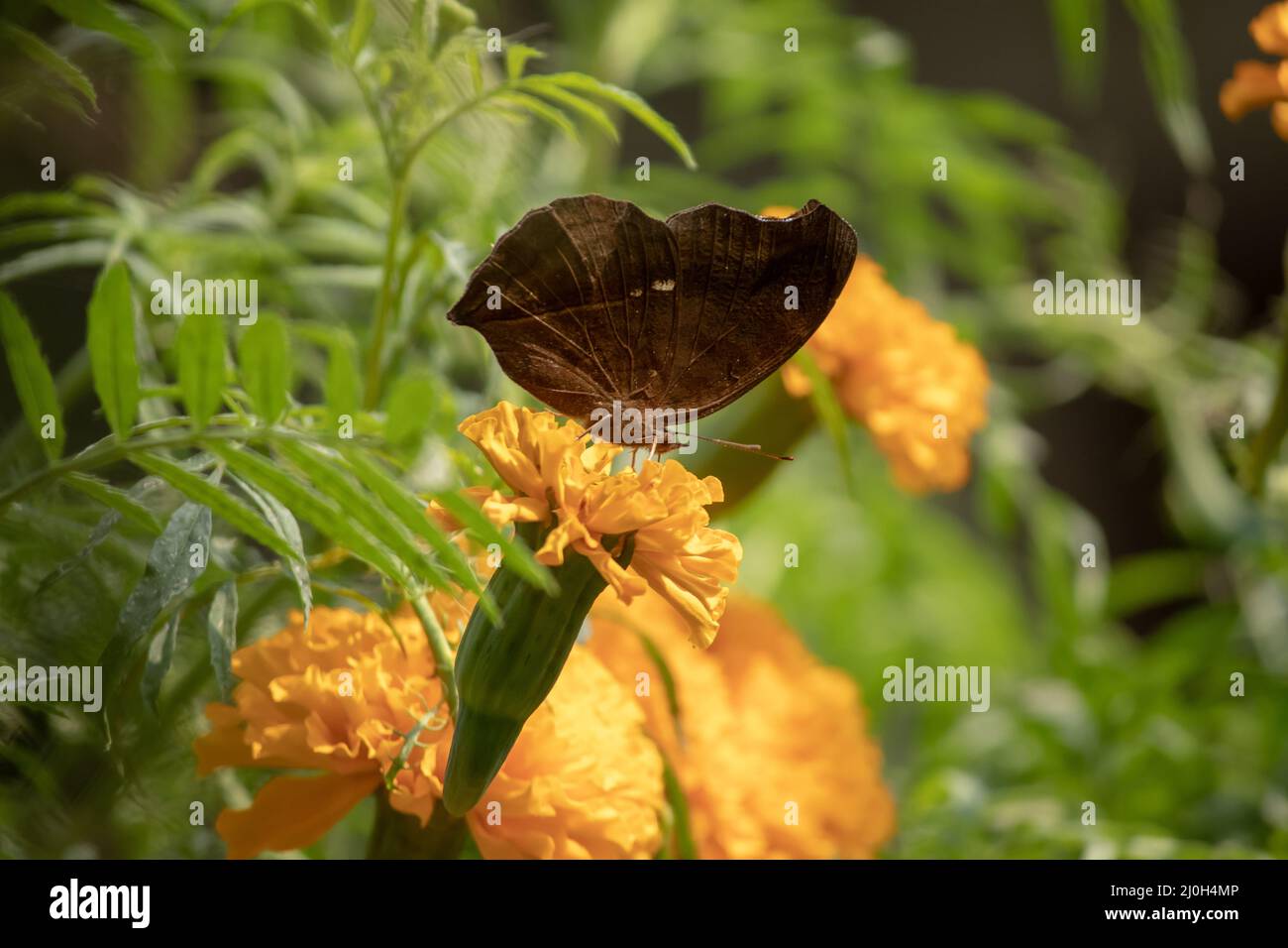 Papillon assis au-dessus de la fleur de marigold Banque D'Images