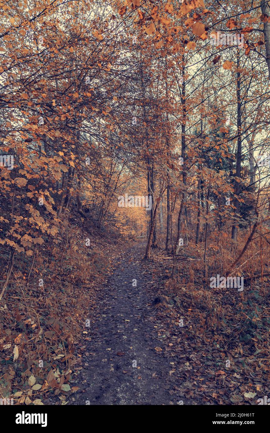 Les arbres d'automne dans la forêt Banque D'Images