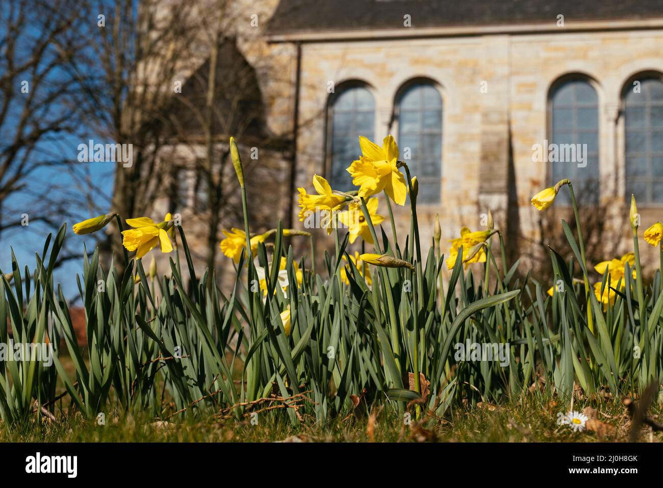 Les jonquilles (Narcissus poeticus) fleurissent en mars devant une église de Petershagen-Frille Banque D'Images