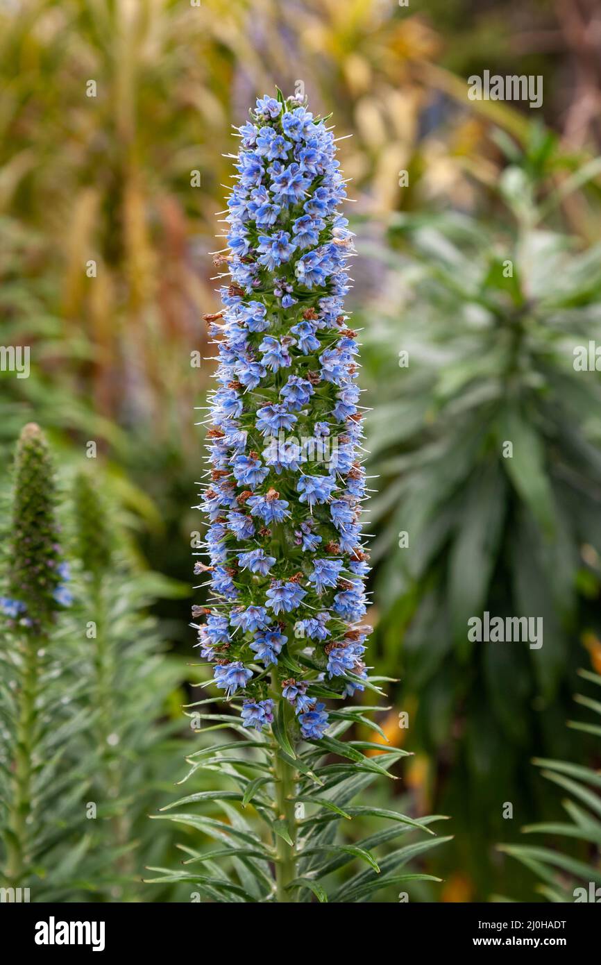 Grande fleur bleue unique fierté de Madère ou de candicans d'Echium Banque D'Images
