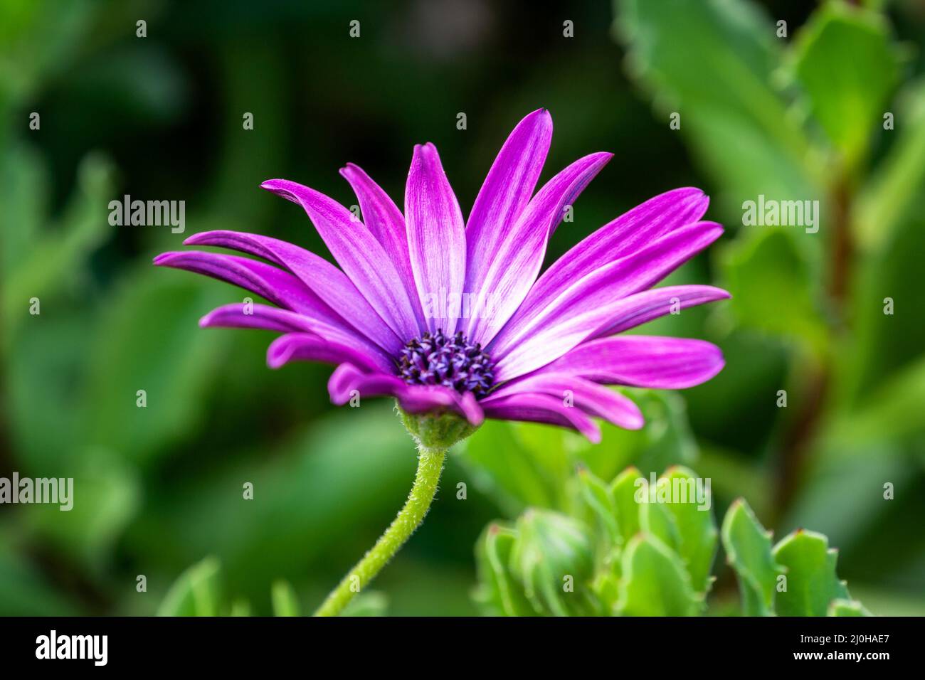 Une fleur de lilas Osteospermum ou de Marguerite africaine en gros plan Banque D'Images Une fleur de lilas Osteospermum ou de Marguerite africaine en gros plan Banque D'Images