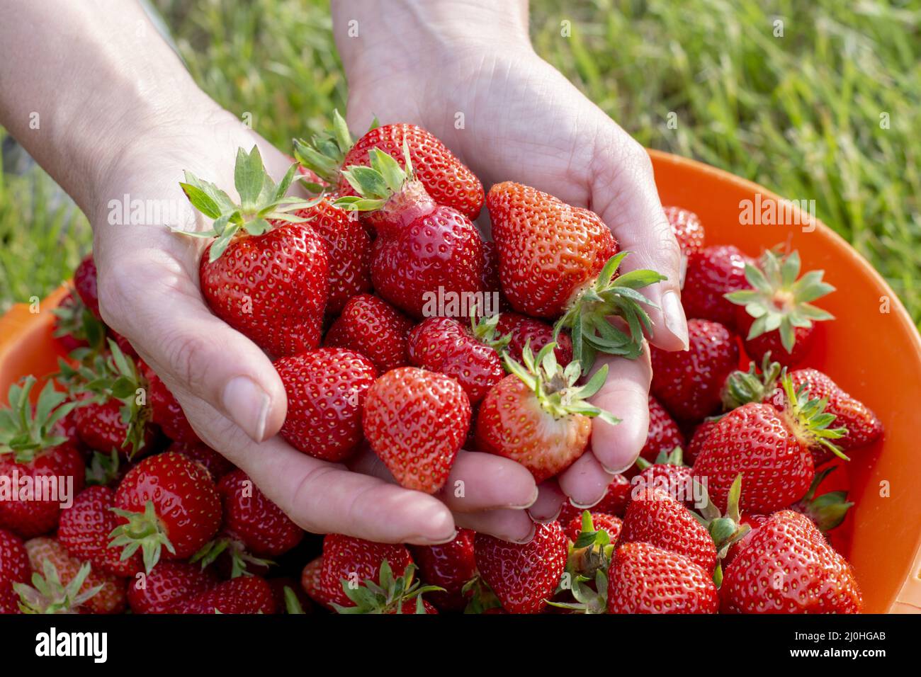 Mains de femmes tenant des fraises fraîchement cueillies. Banque D'Images