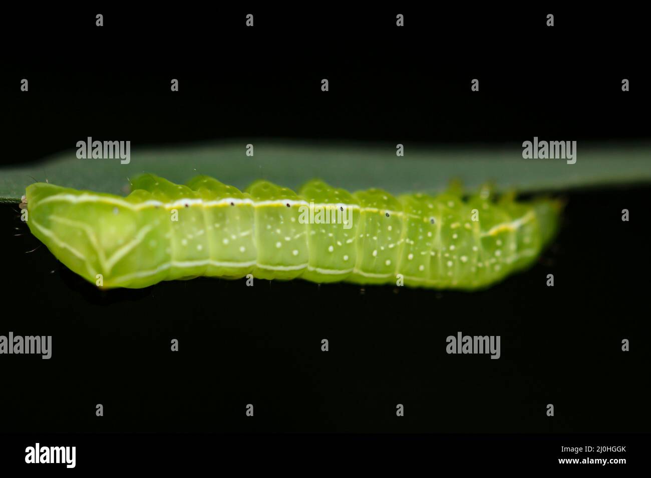 La chenille d'un hibou de pyramide sur un Bush. Banque D'Images