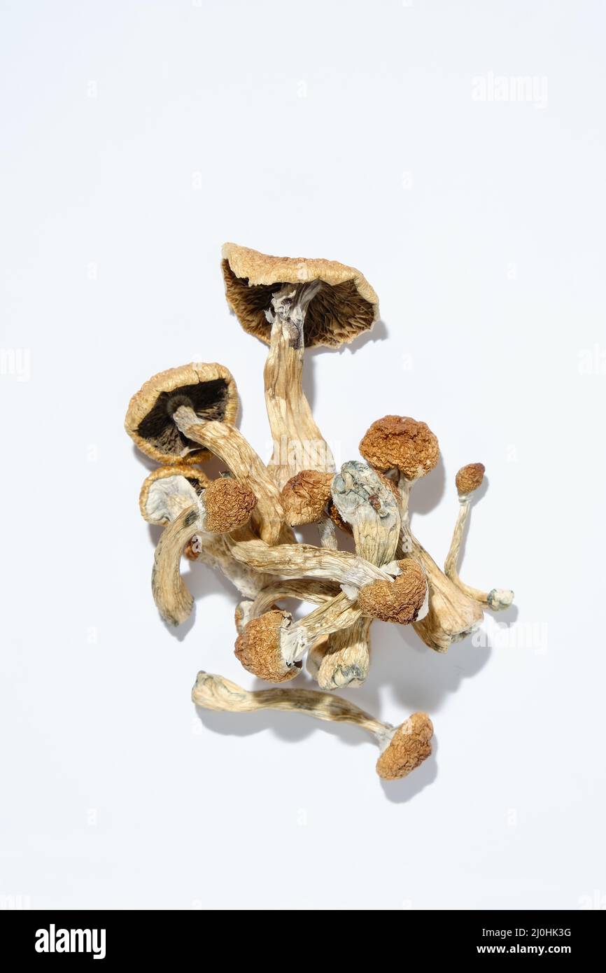 Psilocybe Cubensis champignons sur fond blanc, configuration isolée.Psilocybin psychédélique magie champignons Golden enseignant.Vue de dessus, plan d'appartement.Magic Co Banque D'Images