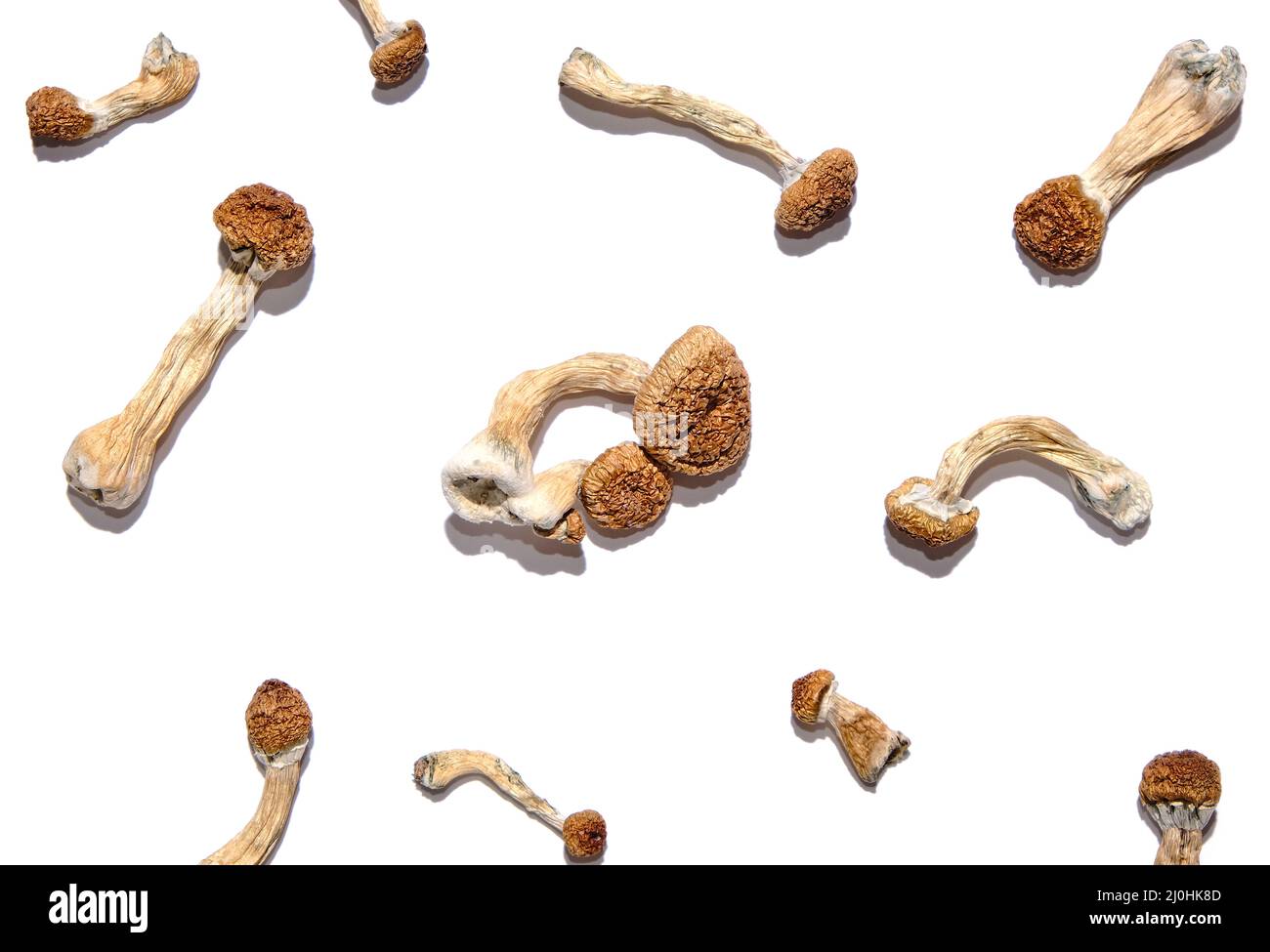 Psilocybe Cubensis champignons sur fond blanc, configuration isolée.Psilocybin psychédélique magie champignons Golden enseignant.Vue de dessus, plan d'appartement.Magic Co Banque D'Images