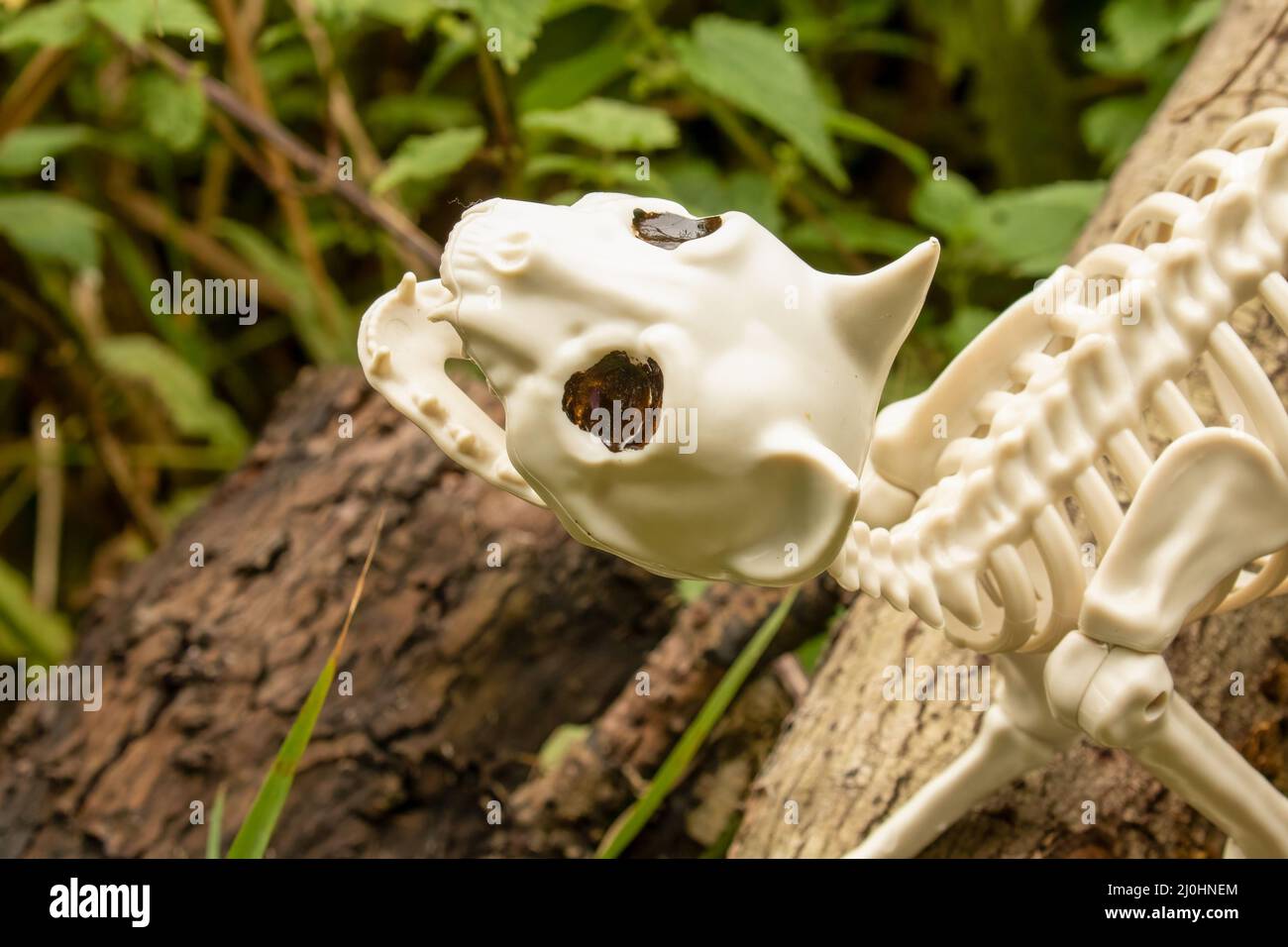 Gros plan d'un squelette de chat tête et épaules regardant vers le haut Banque D'Images