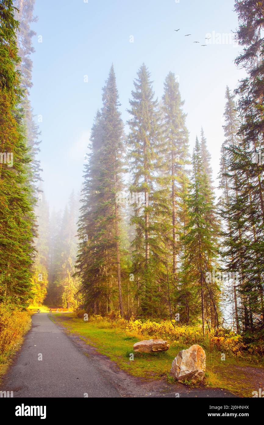 Promenade matinale tôt brumeuse Banque D'Images