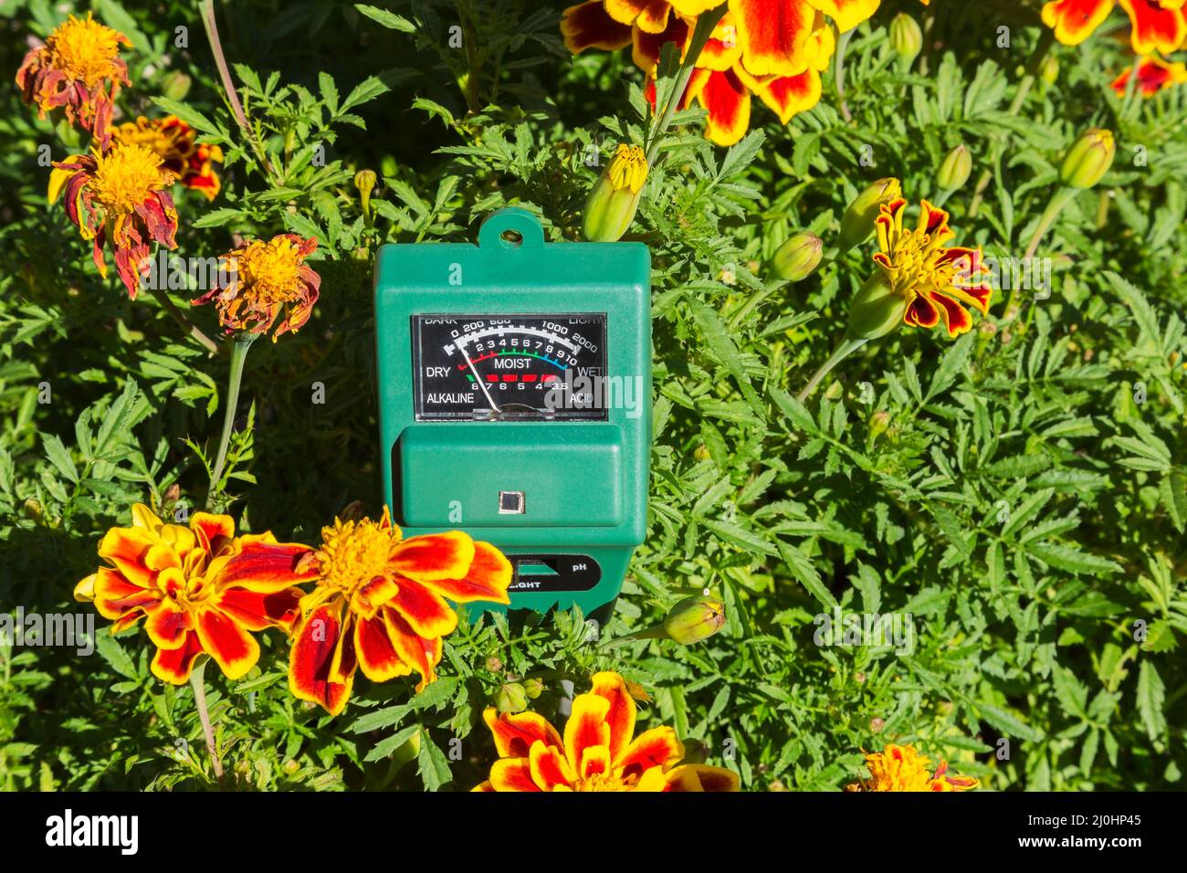 3 en 1 luminance, humidité et pH-mètre indiquant l'état du sol sec dans un récipient avec Tagetes patula 'Durango Bee' - les fleurs Marigold sont sèches. Banque D'Images