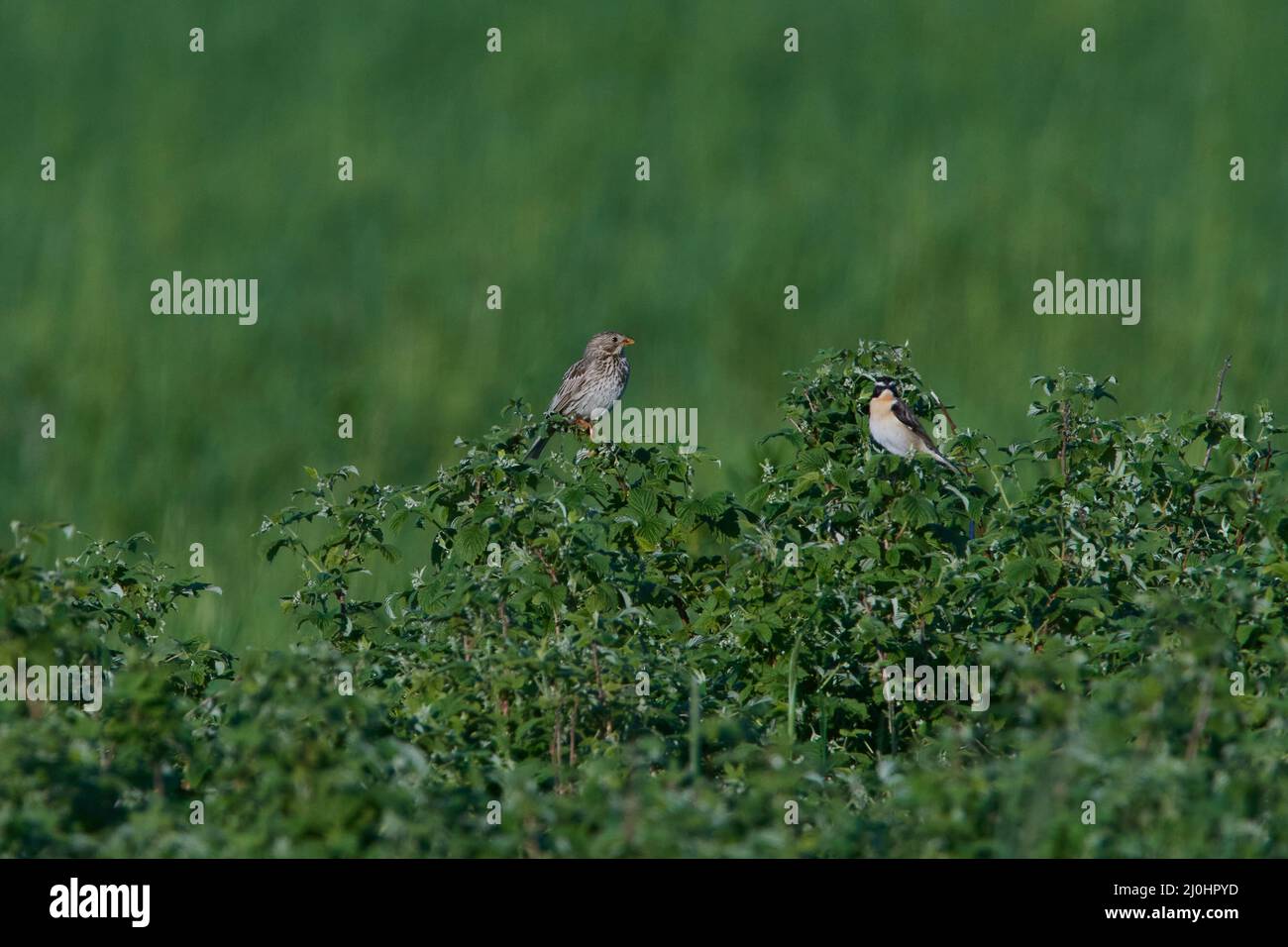 Pains Whinchat et maïs Banque D'Images