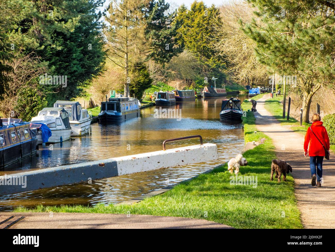Femme marchant des chiens le long de la piste de remorquage sur le canal de Shropshire Union à Audlem Cheshire Angleterre Banque D'Images