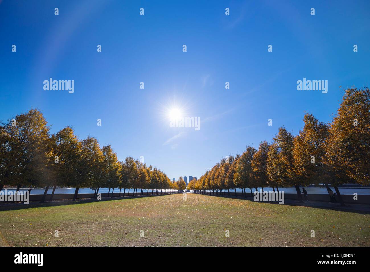 La lumière du soleil d'automne illumine les rangées d'arbres de couleur de feuilles automnales dans le Franklin D. Roosevelt four libertés Park à Roosevelt Island sur l'East River on Banque D'Images