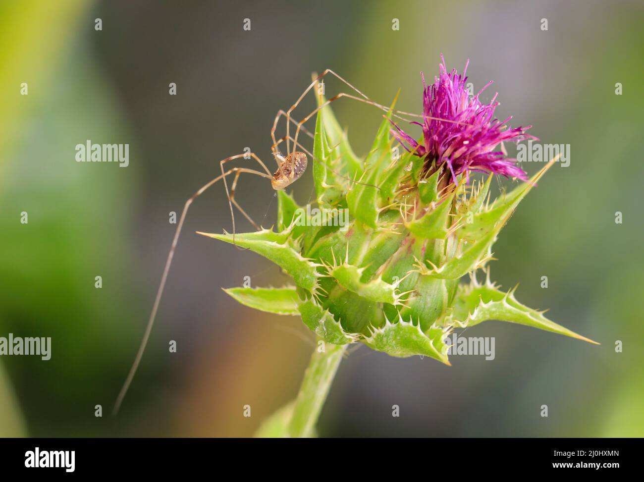 Un moissonneur, une araignée saisit la fleur d'un chardon à lait. Banque D'Images
