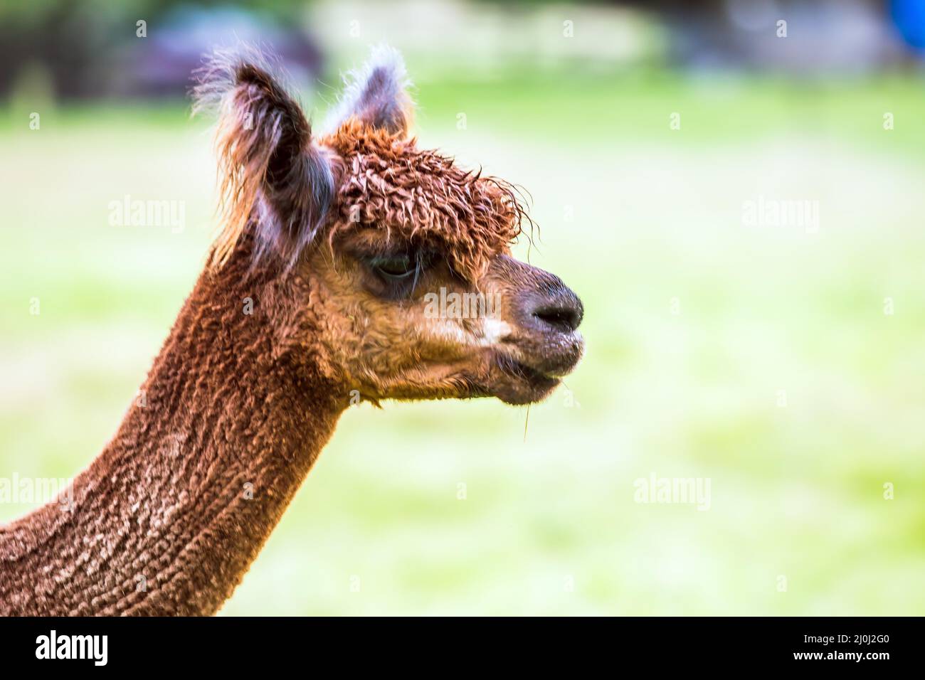 Portret. Charmant lama brun Banque D'Images
