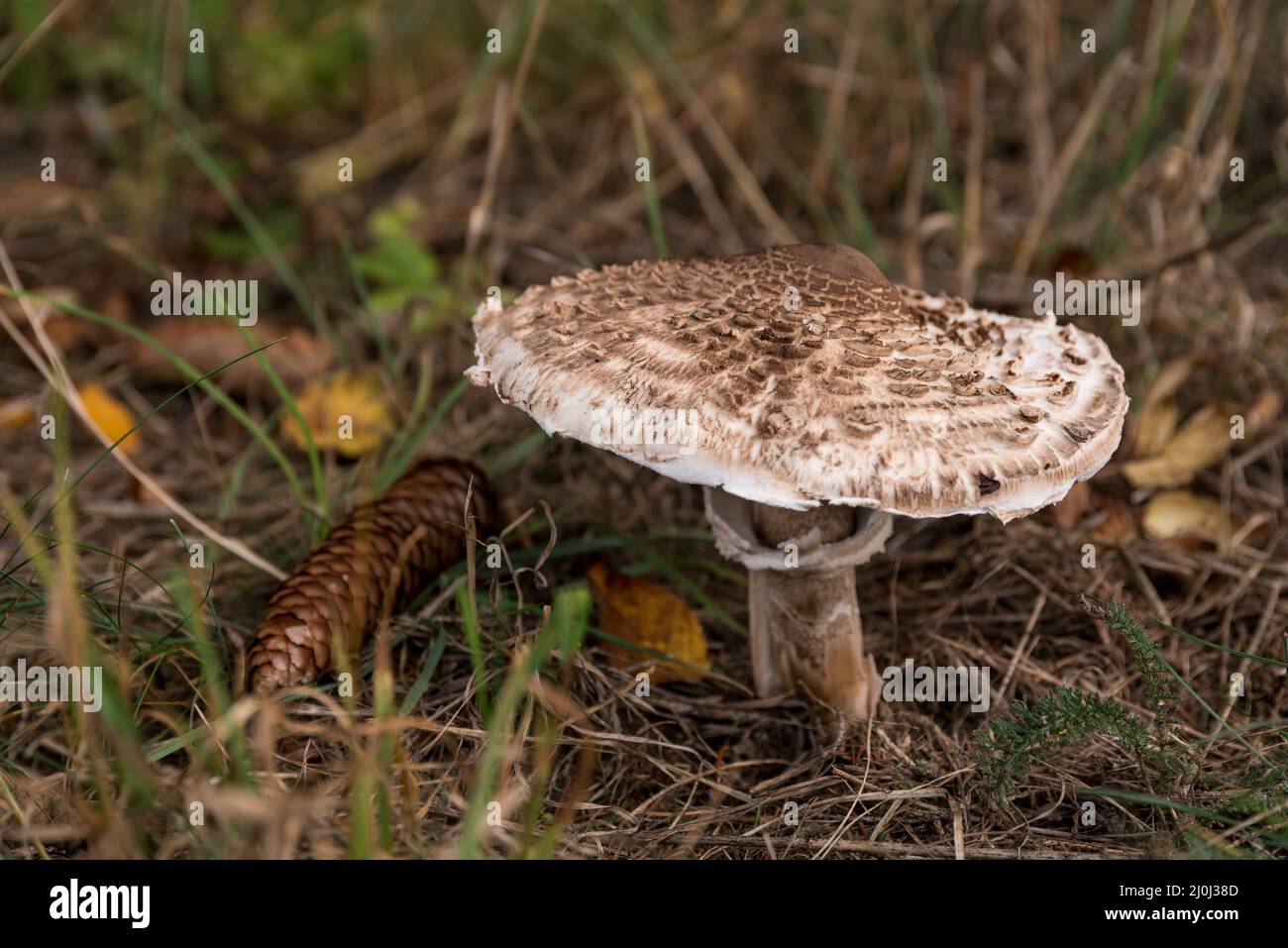 Le champignon du parasol - un champignon comestible populaire Banque D'Images