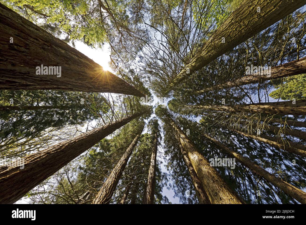 Séquoias géants (Sequoiadendron giganteum), Sequoiafarm Kaldenkirchen, Nettetal, Allemagne, Europe Banque D'Images