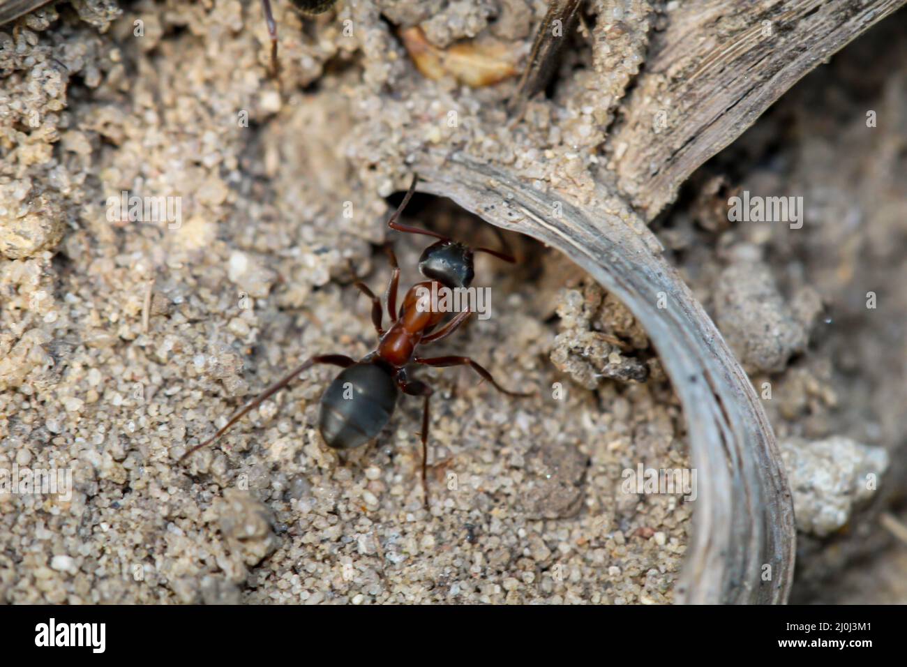 Un grand fourmi avec un pain rouge et une tête et une rumette noires. Banque D'Images