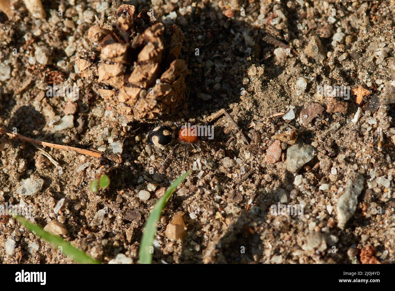 Mutillidae Banque D'Images