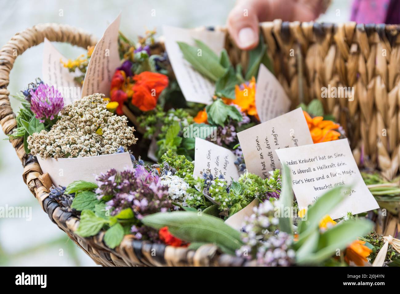 Buissons d'herbes sur la fête de l'Assomption de Marie - consécration d'herbes Banque D'Images