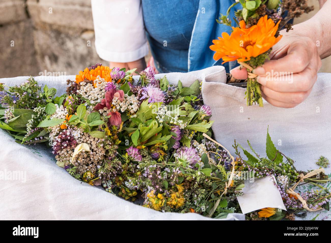 Des bouquets d'herbes médicinales seront distribués - août 15th Banque D'Images