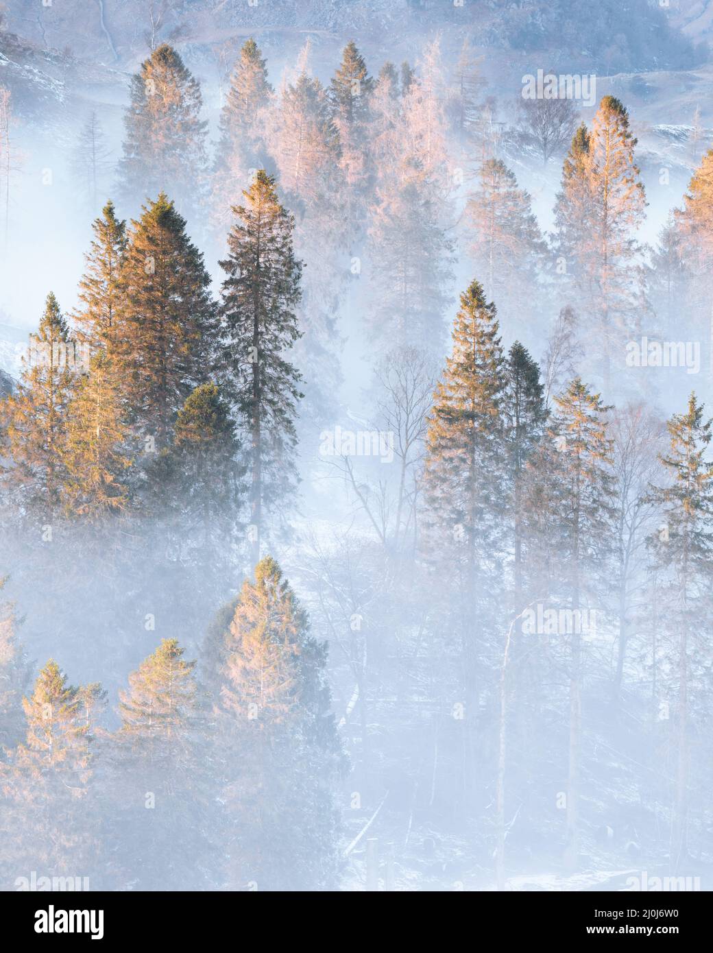 Belle vue rapprochée des arbres qui se déferle de la brume matinale dans la vallée. Cadre naturel paisible du paysage britannique. Banque D'Images