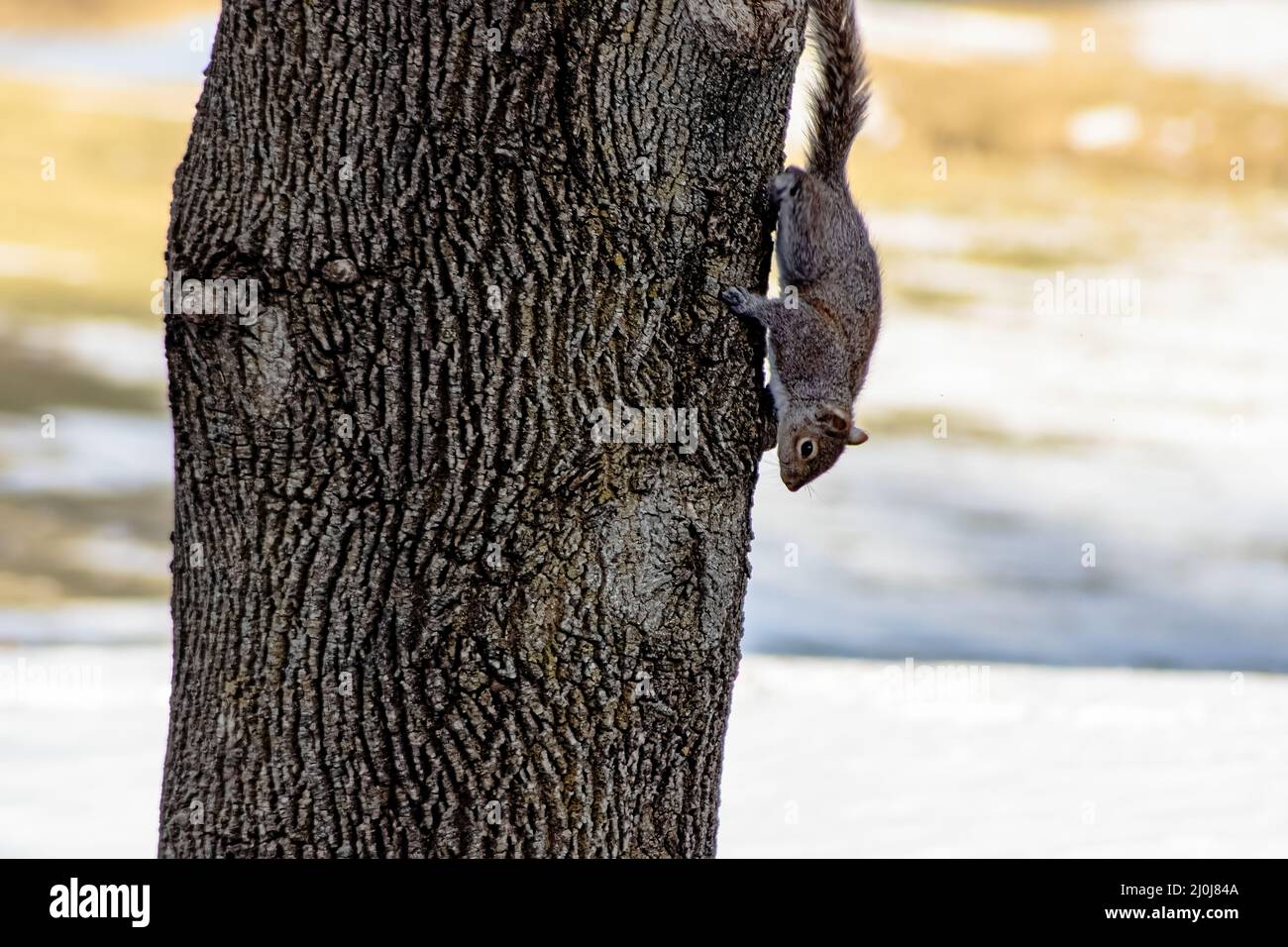 écureuil gris sur la descente d'un arbre Banque D'Images