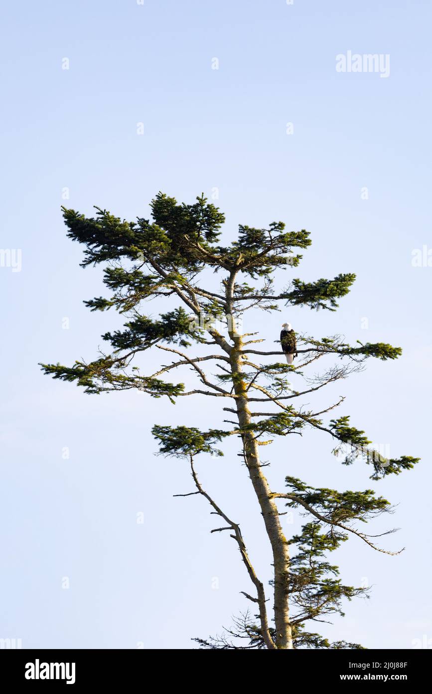 aigle à tête blanche adulte perchée sur une branche au sommet d'un arbre Banque D'Images