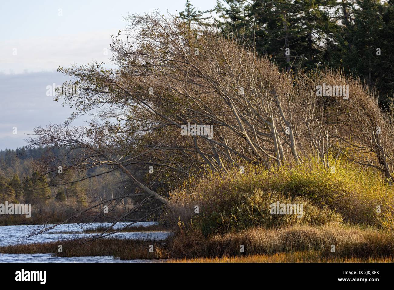 les rives boisées d'un lac recouvert d'une grande herbe sèche par une journée ensoleillée Banque D'Images